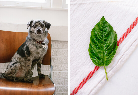 Cookie and basil
