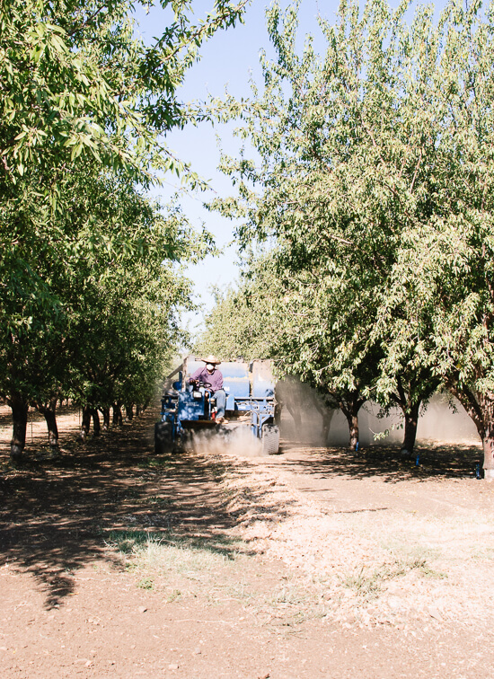 almond sweeper