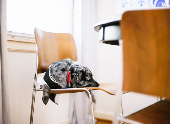 french maid dog